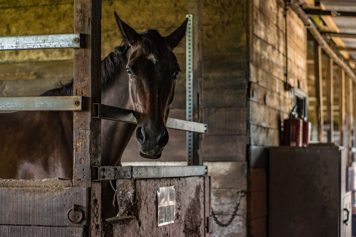 Horse looking out from a wooden barn stall